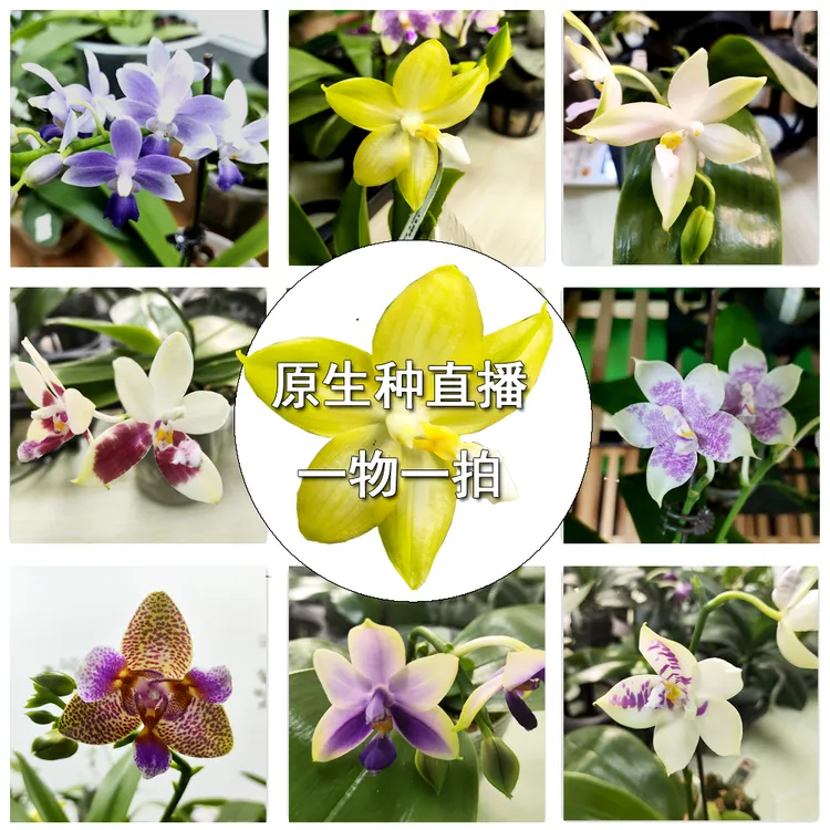 进口原生种蝴蝶兰一物一拍 直播专属链接