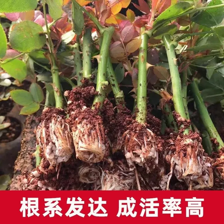 云南四季玫瑰四季开花抗寒易养活大棚陆地阳台室内外种植玫瑰花苗