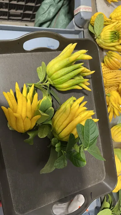 【现摘现发】金华佛手黄果观赏闻香佛手柑室内绿植