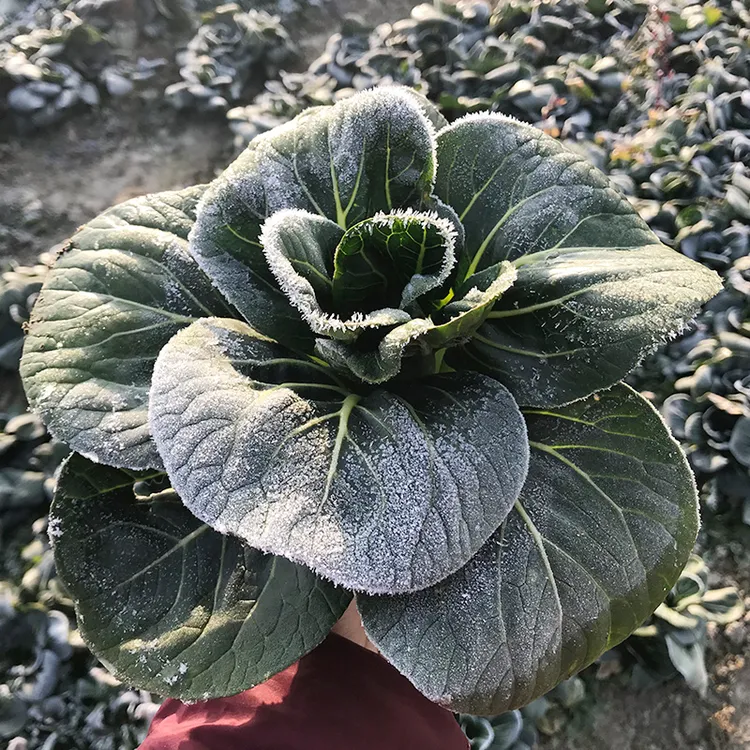 苏北农家霜冻青菜苏州青青菜油菜鲜嫩露天太湖青菜大青菜软糯甜