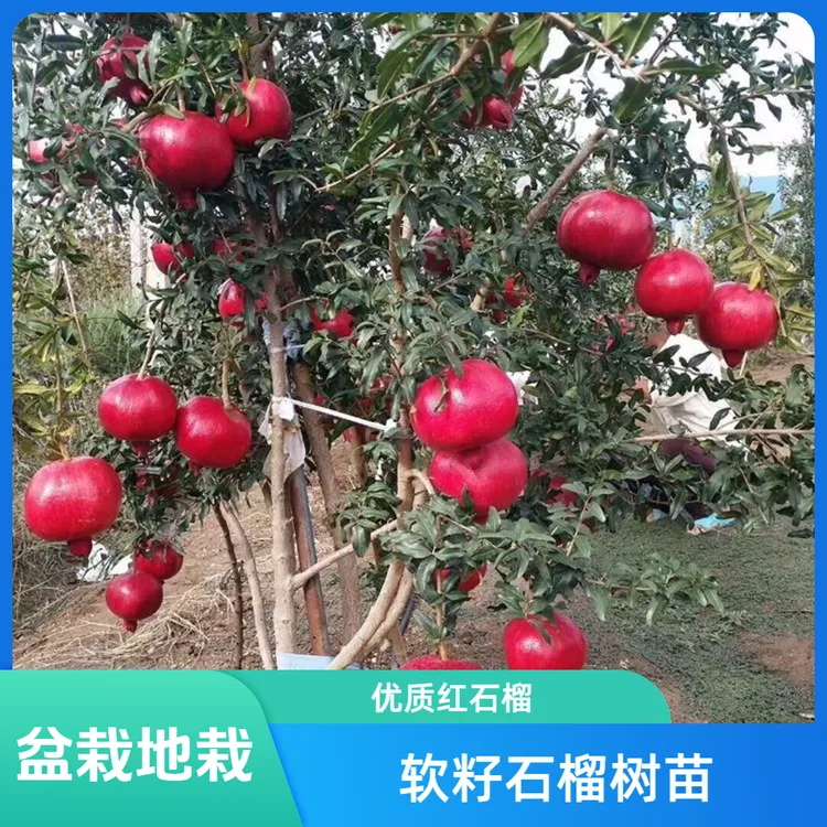 突尼斯软籽公斤大果甜石榴树苗盆栽地栽南北方种植石榴树大树苗