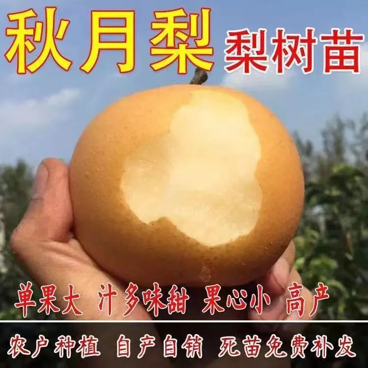 秋月梨果树苗嫁接适合南北方庭院阳台种植当年结果