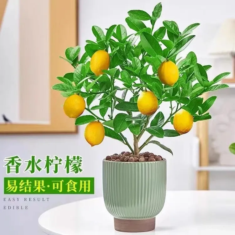 香水柠檬树盆栽可食用绿植花卉植物室内阳台四季好养易活柠檬苗