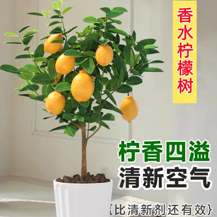 香水柠檬树盆栽大型绿植客厅室内阳台四季花果可食用客厅绿植老桩