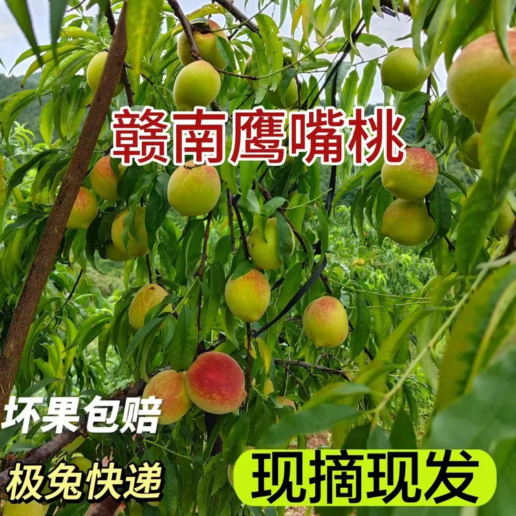 【极兔】老虎自家江西赣南鹰嘴桃5斤 脆甜多汁 包邮