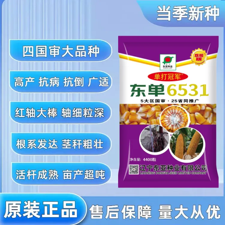 单打冠军东单6531国审大棒抗倒伏高产矮杆细轴杂交黄金角质玉米种