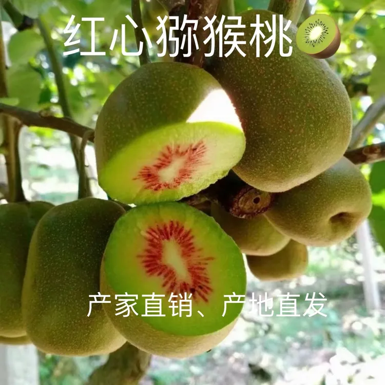 【放熟食用】云南屏边红心猕猴桃纯甜水果新鲜采摘软糯多汁自家种植