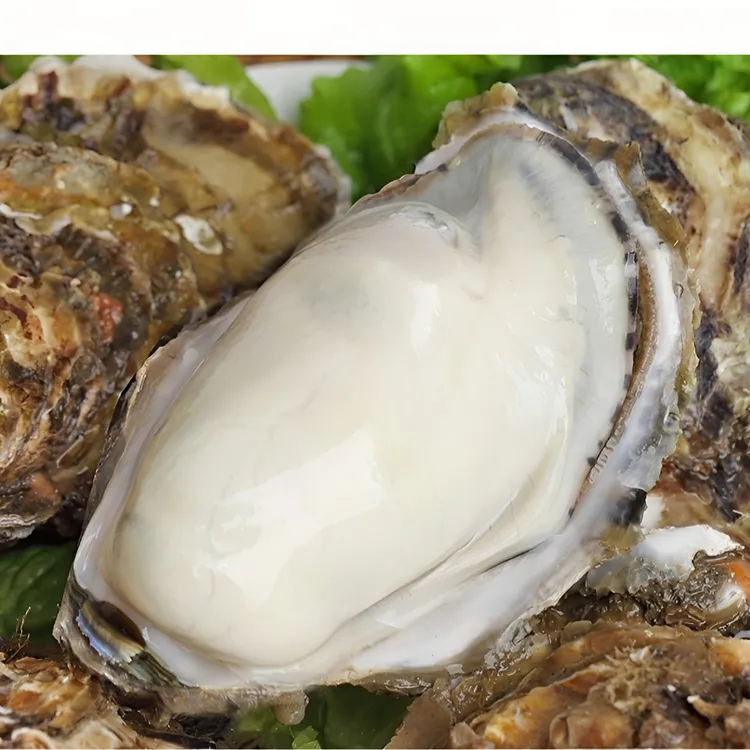 山东威海正宗乳山生蚝10斤乳山牡蛎大生蚝肥蚝带壳鲜活海鲜发货