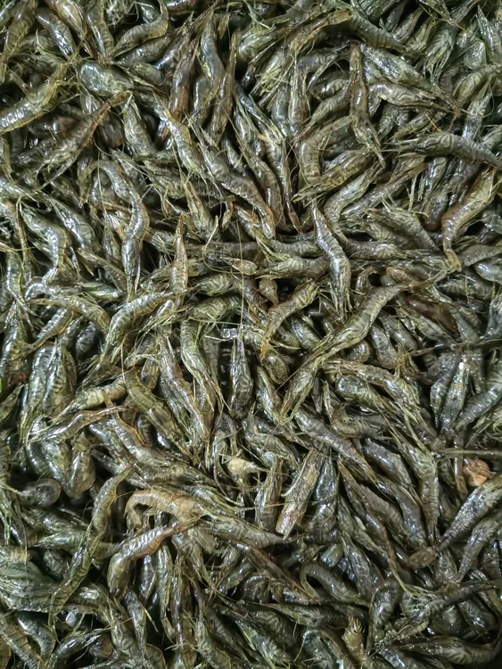 （申通速冻发货）纯野生小草虾河虾4斤
