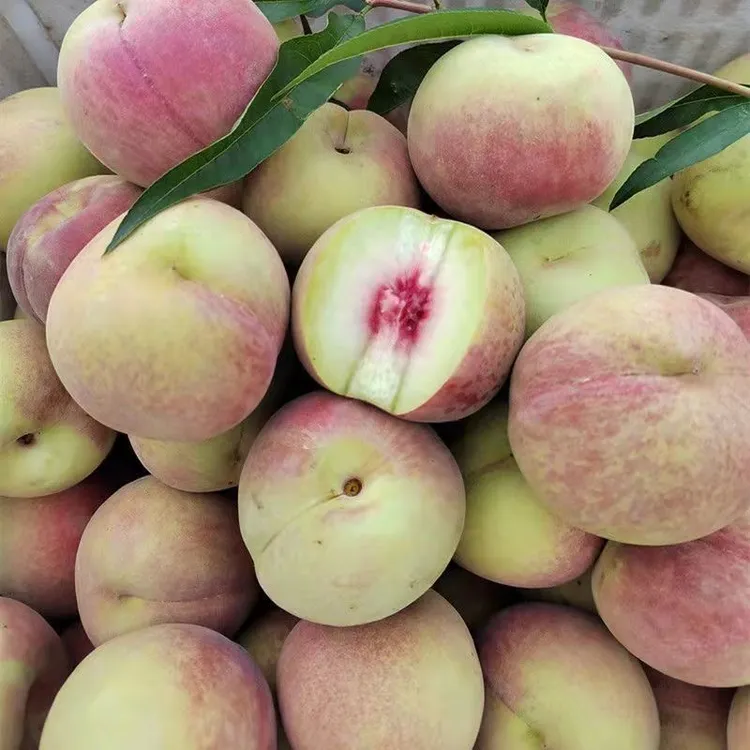小冬桃水蜜桃新鲜水果桃子甜桃应季水果鲜桃现摘毛桃果园产地直发