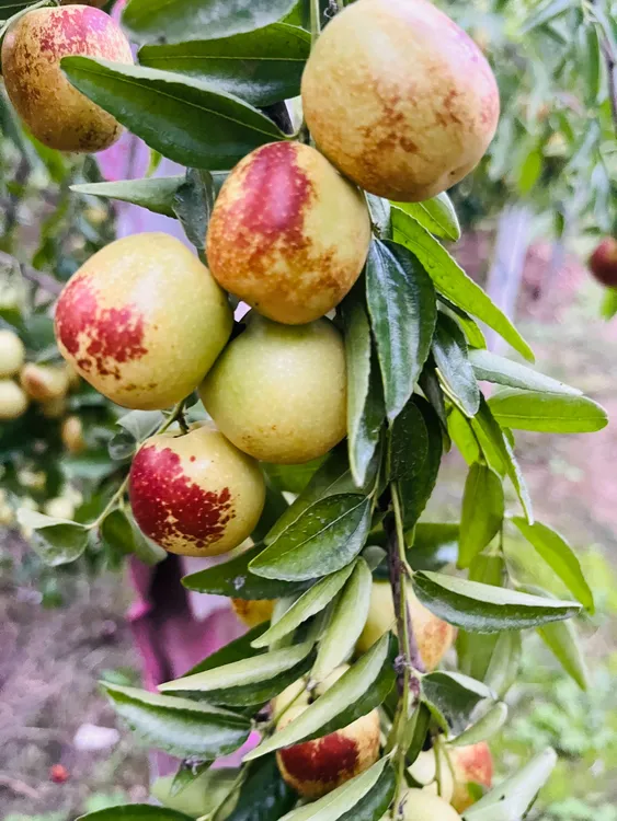 沾化大棚冬枣现摘现发脆甜多汁当季新鲜水果