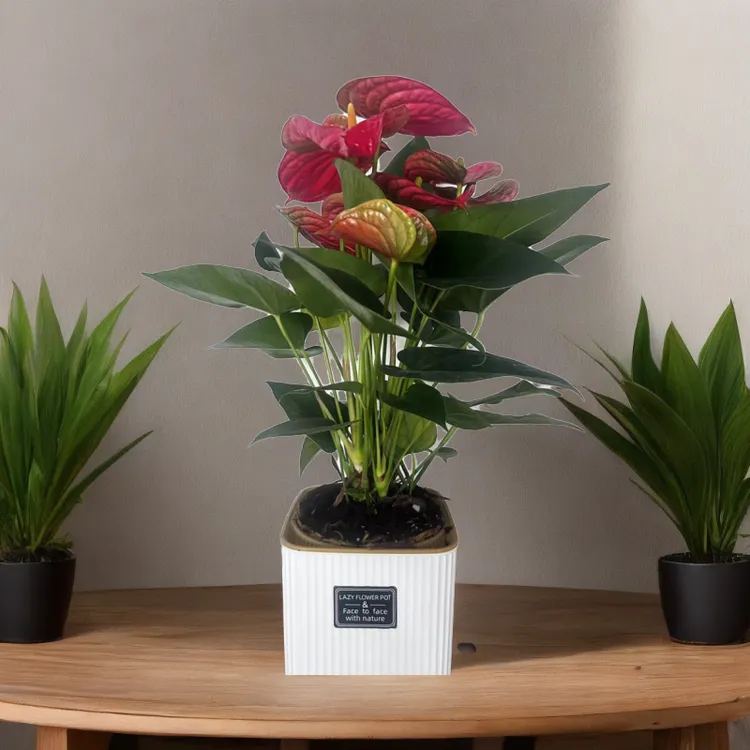 红掌10朵四季开花植物客厅办公室水培绿植好养盆栽