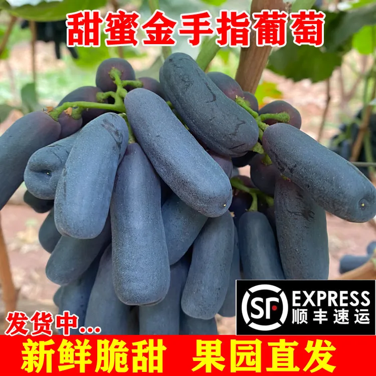【顺丰包邮】2025现摘蓝宝石葡萄金手指四川大凉山无籽提子整串新鲜