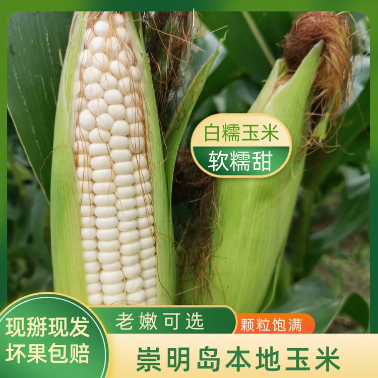 崇明白糯玉米珍珠玉米甜玉米农家自种带壳新鲜现摘发货5斤10斤