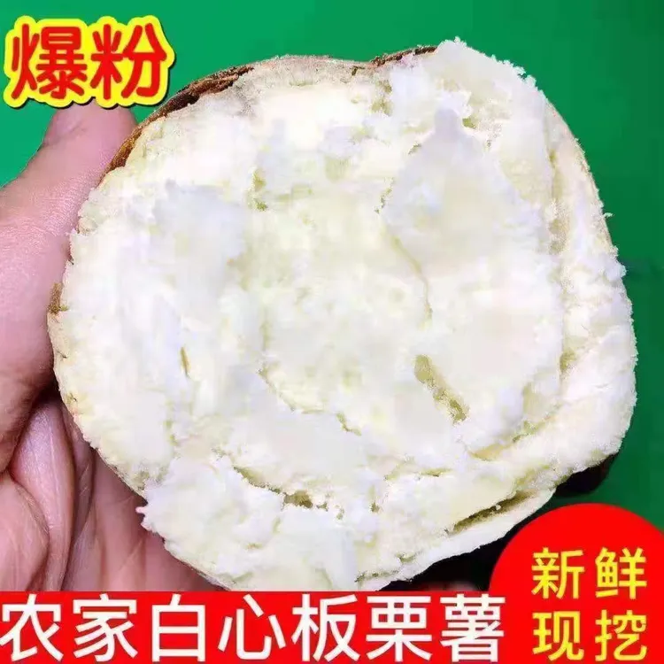 新鲜现挖白心板栗红薯正宗农家自种番薯红皮白瓤地瓜粉面产地直发