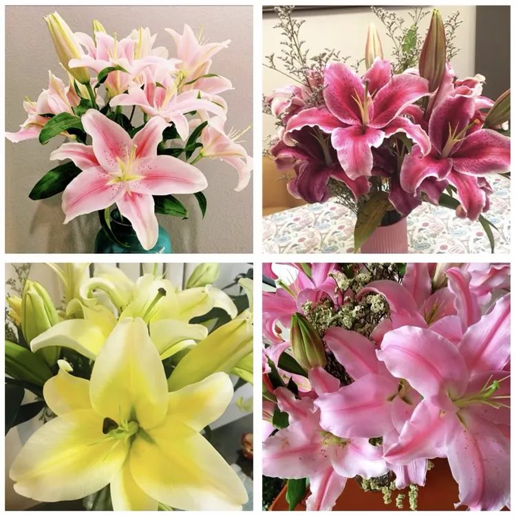 【百合花】黄天霸 帕拉佐 西伯利亚 橙色梦想 索尔邦 5支装拉萨发货