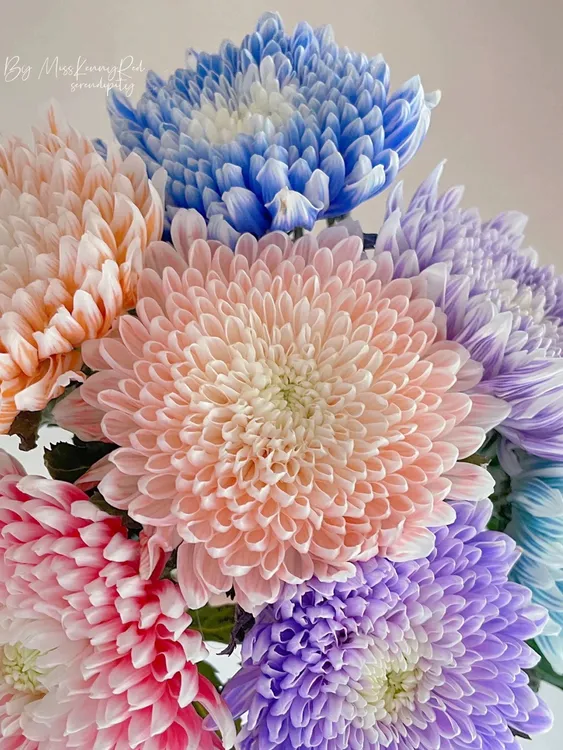 A级富贵牡丹菊  吸色牡丹菊五枝 花期超长 水培鲜花插瓶