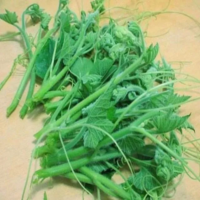农家露天种植南瓜叶新鲜嫩叶南瓜尖南瓜藤南瓜蔓餐馆特色菜现发