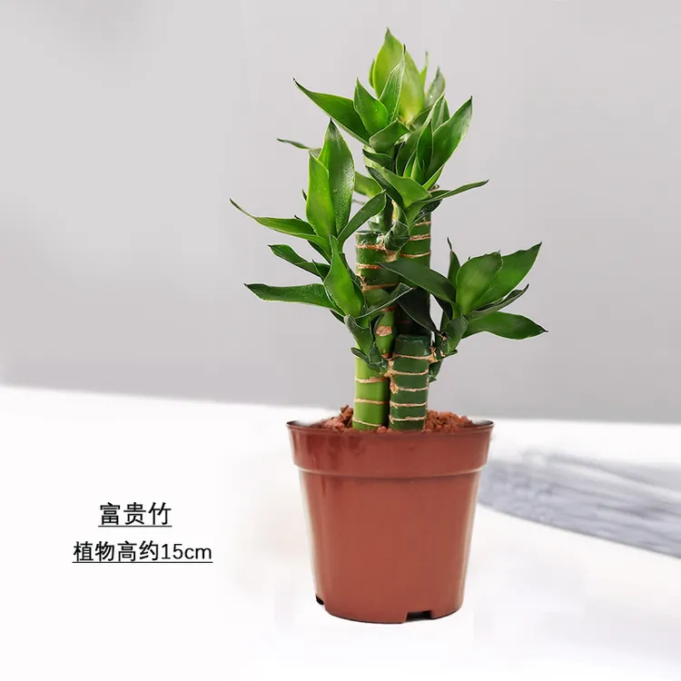 新人福利   富贵竹盆栽办公室桌面植物净化空气吸甲醛招财好养