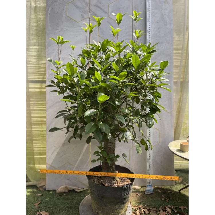 四季桂老桩月月桂花盆栽地载花期长室内室外庭院好养精品花卉黄花