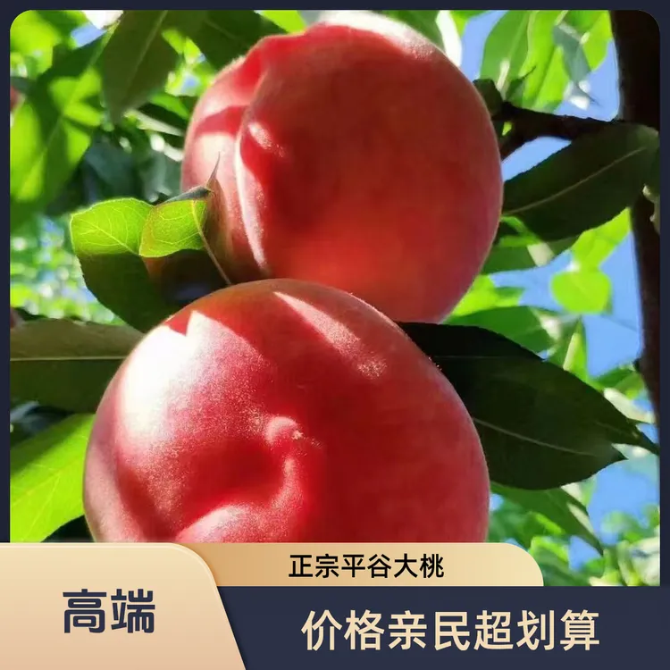 京谷U选 平谷大桃 绿化九号 脆甜多汁〈现采现摘果园直发〉