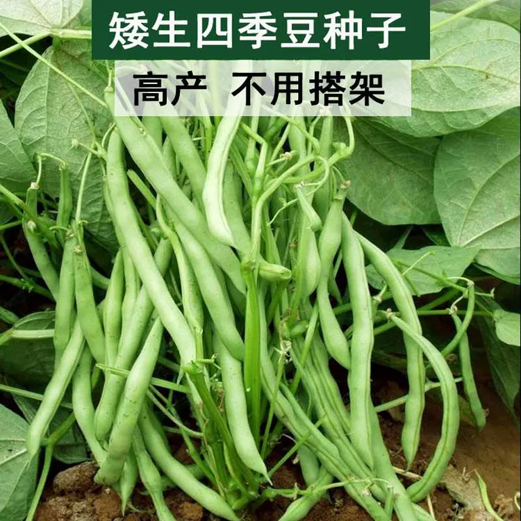 无架地豆种子四季豆种籽苗高产不搭架豆角种孑春夏秋菜豆矮生蔬菜