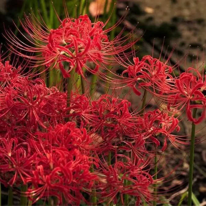 曼珠沙华种球彼岸花盆栽花种球红花换锦石蒜大种球室内外四季花卉