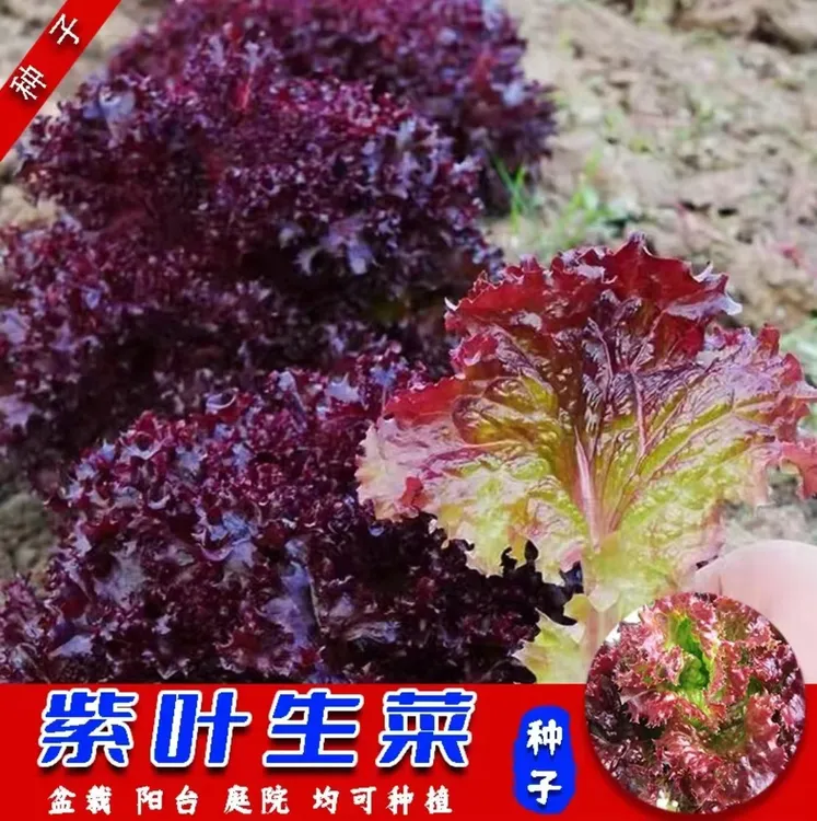 【紫叶生菜种子】四季阳台可种盆栽庭院小院香甜可口可涮可拌可炒