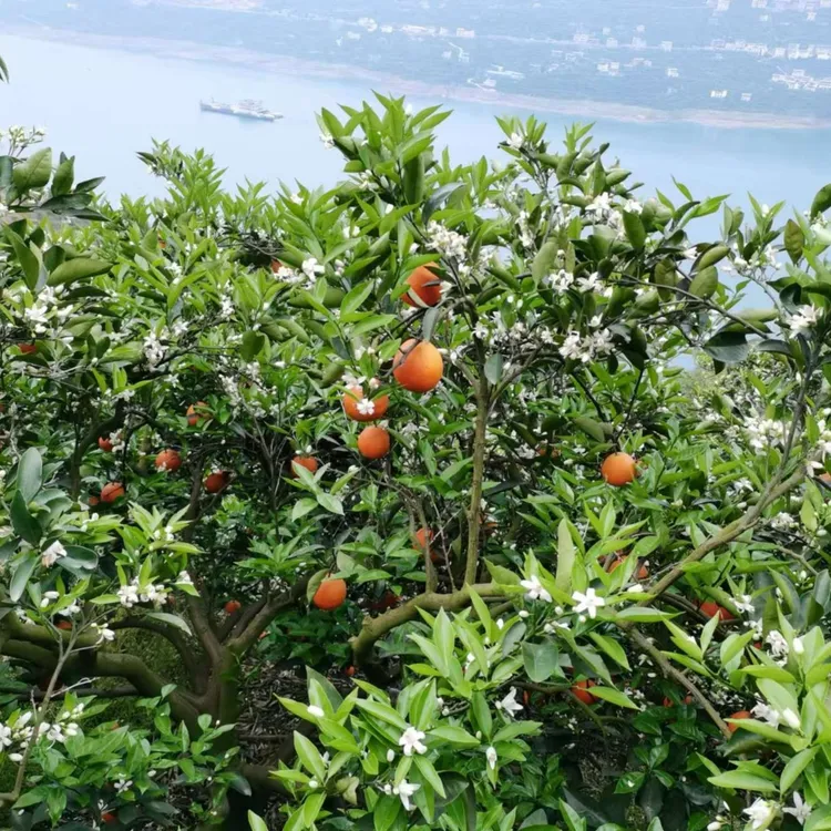 正宗奉节江边脐橙现摘现发带叶鲜果自然成熟一件20斤带箱重包邮
