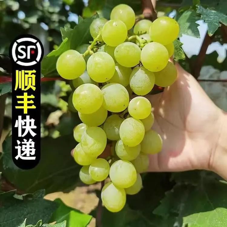 大泽山一号葡萄白玫瑰3/4斤新鲜采摘顺丰到家香味多汁原产地直发