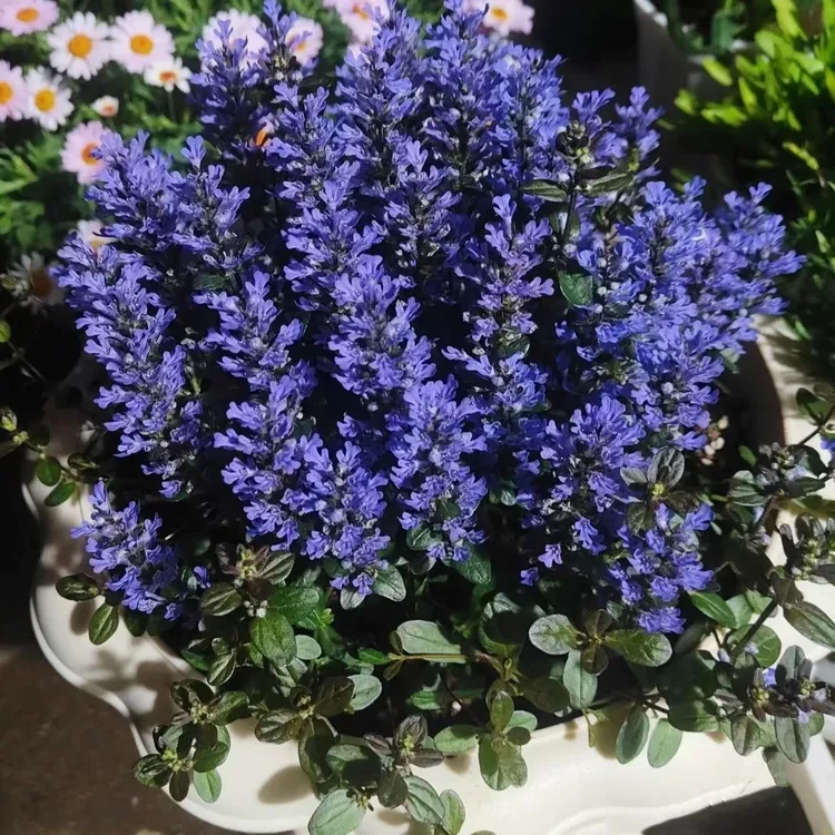 姬十二单巧克力筋骨草四季常绿草坪多年生耐寒耐旱庭院盆栽绿化