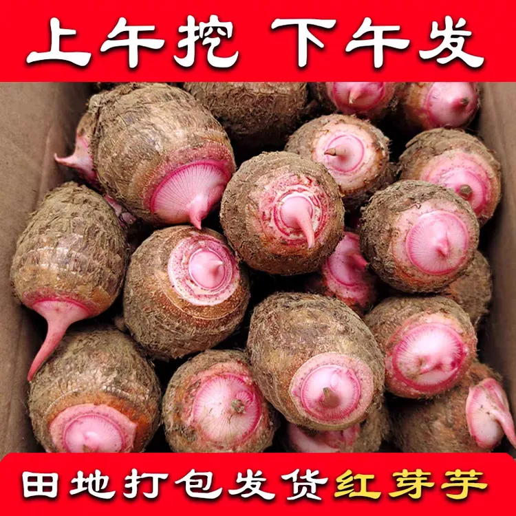 奶芋头，红香芋，现挖新鲜挖掘的芋头(顺丰包邮)