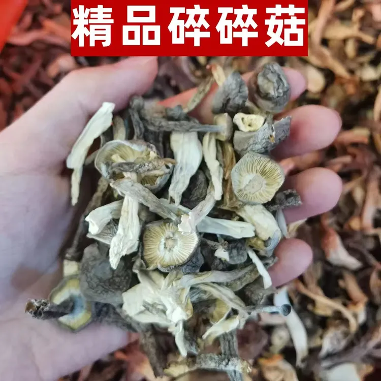 精品碎碎菇鹿茸菇碎片新鲜高山煲汤包饺子食用菌干锅爆炒腊肉鲜美