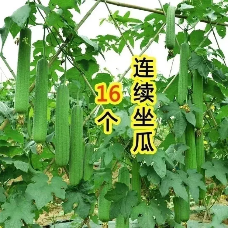 【48小时发货】爬满架肉丝瓜吇 春夏秋季长香丝瓜吇农家庭院爬藤蔬