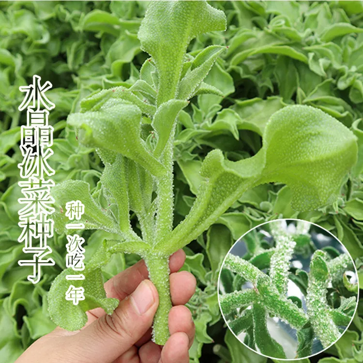 【秒抢中】水晶冰菜种子四季阳台盆栽冰草种子营养高钙蔬菜种子