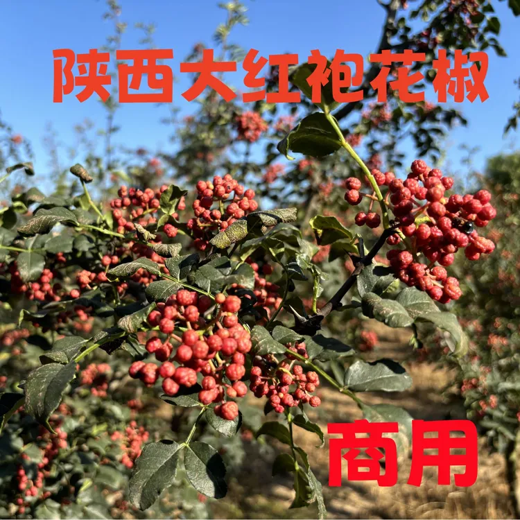 2024年陕西新鲜大红袍花椒自然晾晒干花椒颗粒商用5斤/10斤/20斤