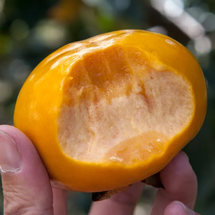 甜脆柿子陕西巧克力脆柿子树上熟新鲜水果冰糖心果园现摘脆皮柿子