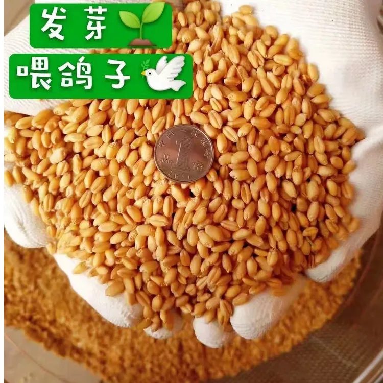 带皮小麦粒喂鸡喂鸽生小麦粒喂宠物种小麦草磨面麦芽糖包邮