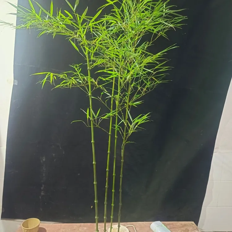 筇竹苗内门竹客厅竹盆栽办公室阳台庭院竹子艺术盆景观赏名贵室内