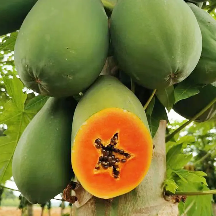 海南冰糖心牛奶木瓜新鲜水果红心木瓜香甜可口应季整箱包邮