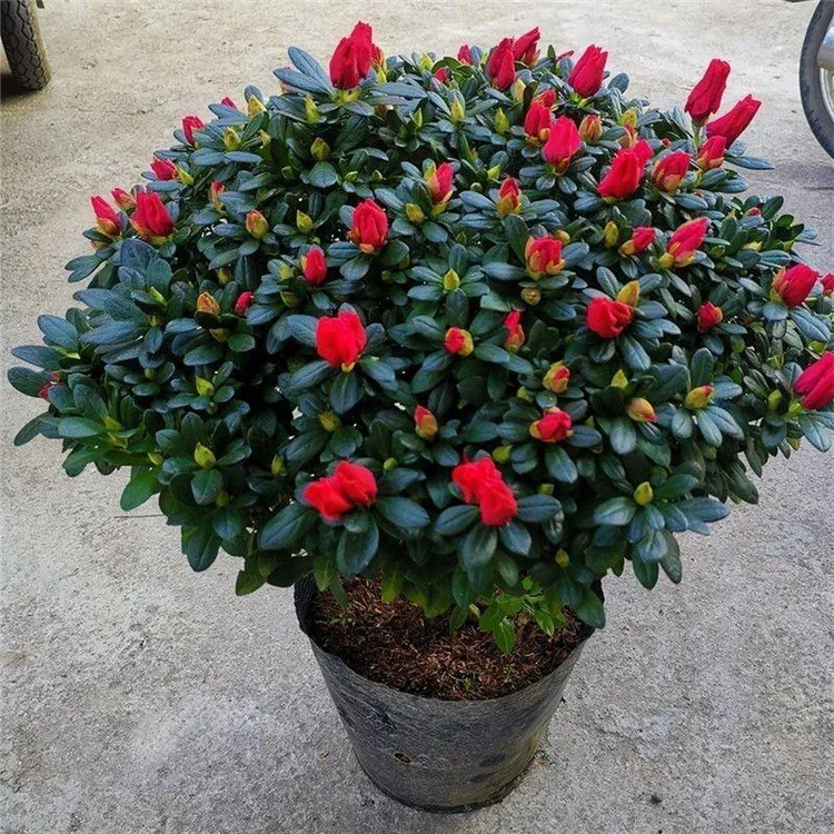 红色杜鹃花高档室内盆栽花四季开花盆栽花卉花窗台花盆可养