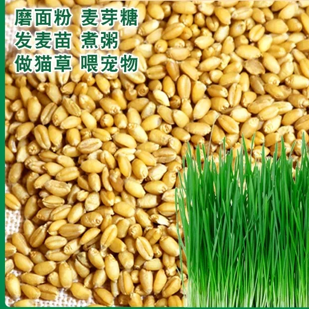 5斤新小麦种子小麦粒发芽猫草麦芽糖钓鱼打窝鱼饵小麦草小麦苗籽