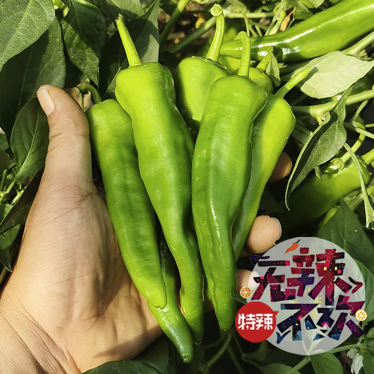 新鲜辣椒辣妹子薄皮辣椒特辣笨辣椒蔬菜青辣椒农家绿尖辣椒