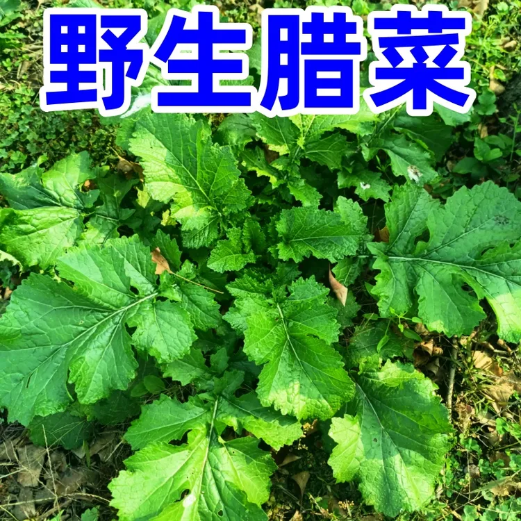 新鲜野腊菜野辣菜芥末叶子腌咸菜做泡菜现挖现发