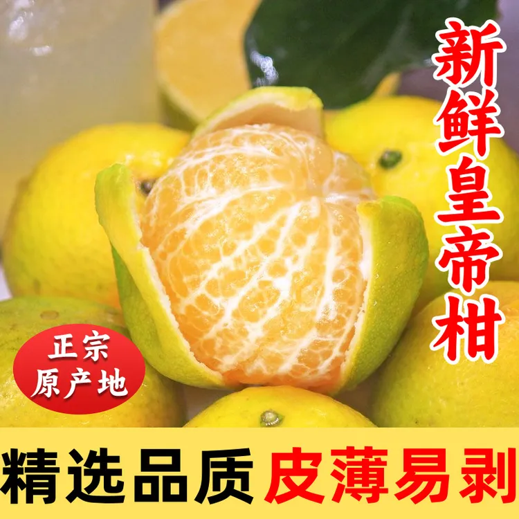 皇帝柑精选品质皮薄易剥产地直销