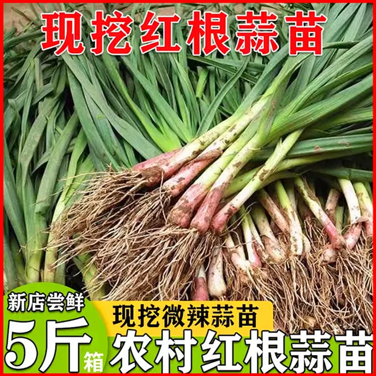 红皮青蒜现挖蒜苗家乡农民露天种植新鲜蔬菜当季蔬菜现挖农家菜包