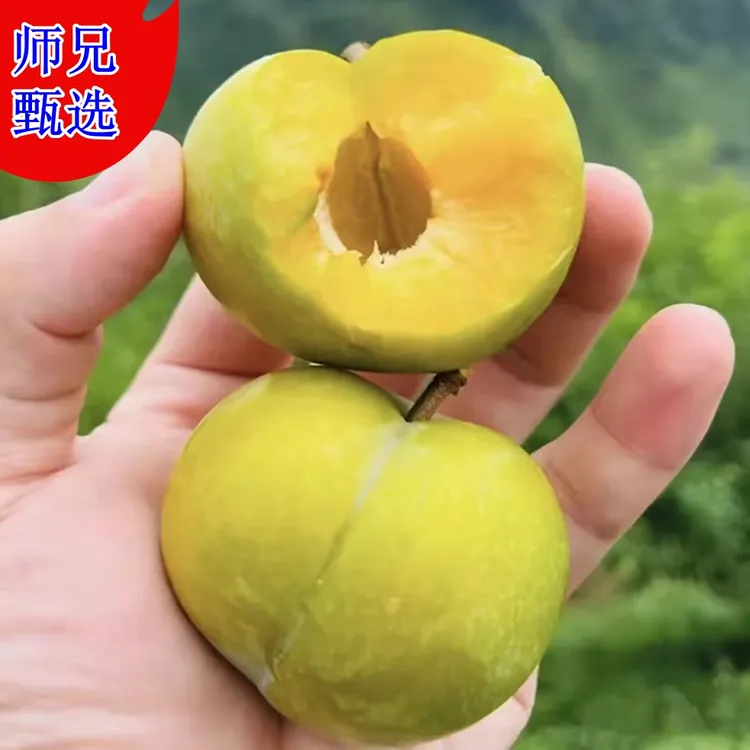 （乡村助农推荐）重庆本地蜂糖李新鲜现摘现发