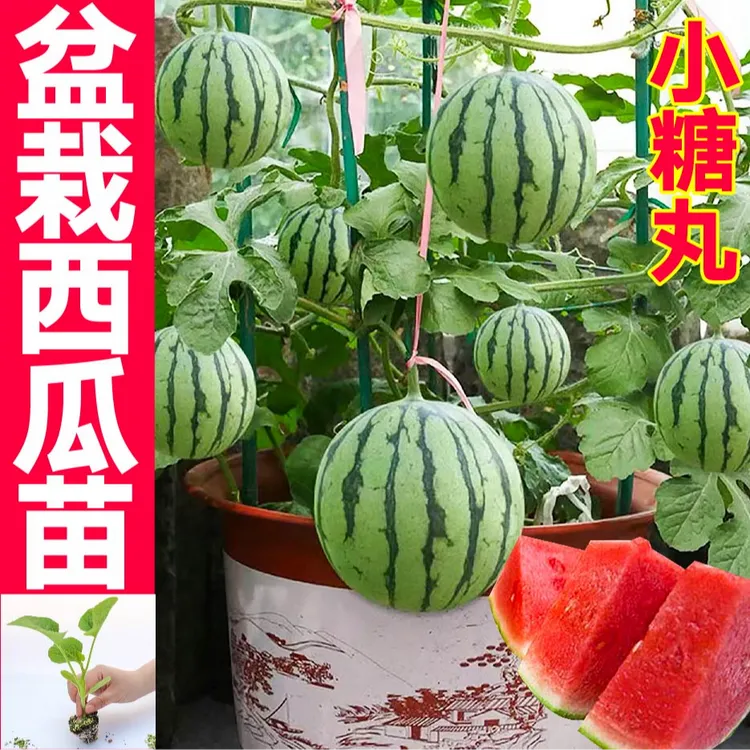 酥脆甘甜盆栽小西瓜秧苗带土球8424麒麟黄瓤小凤西瓜种子四季盆栽