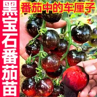 寿光超甜糖水炸弹黑宝石番茄秧苗黑珍珠黑美人小西红柿圣女果盆栽