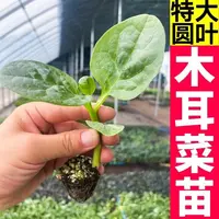 寿光特大圆叶木耳菜秧苗食用豆腐菜四季阳台高产盆地栽蔬菜苗种植